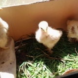 Koja se trava može dati pilićima